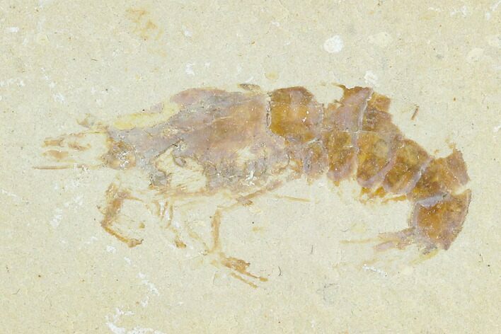 Cretaceous Fossil Shrimp - Lebanon #123980